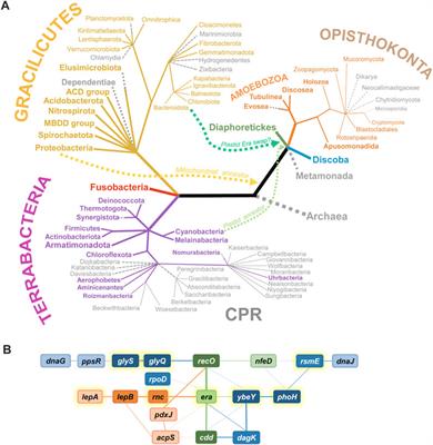 GTPase Era at the heart of ribosome assembly